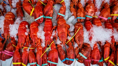 Red, cooked lobsters are lined up on ice with rubber bands around their claws.