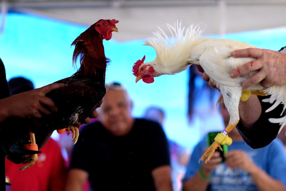A closeup of two gamecocks preparing to fight one another.
