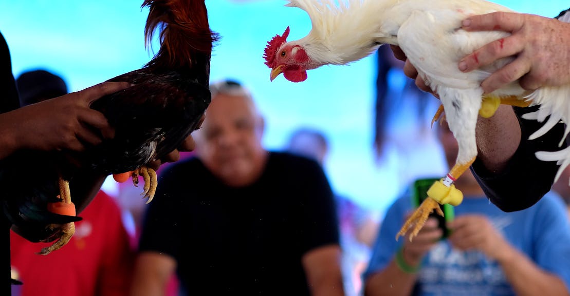 The Supreme Court Will Decide if Congress Can Ban Cockfighting in Puerto Rico The Supreme Court Will Decide if Congress Can Ban Cockfighting in Puerto Rico