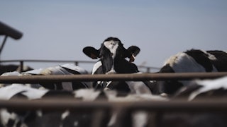 A cow standing among other cows looks at the camera.