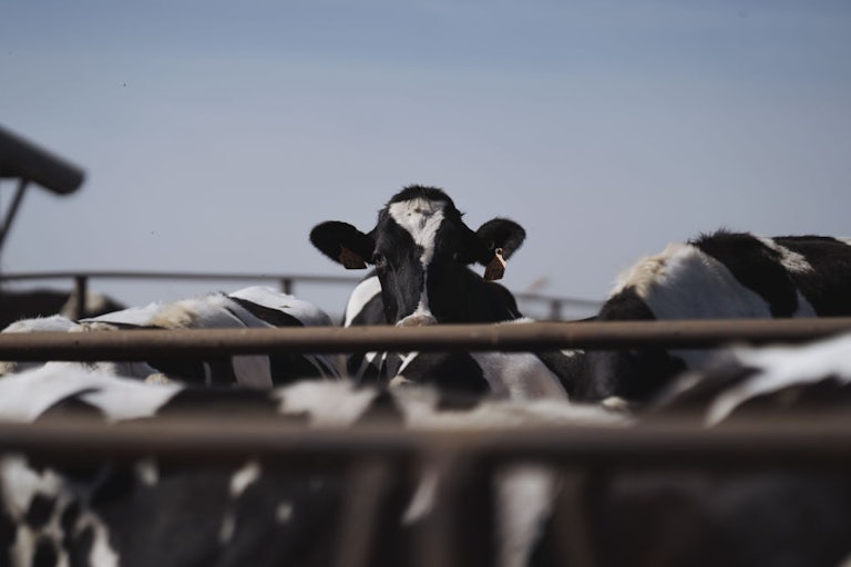 A cow standing among other cows looks at the camera.