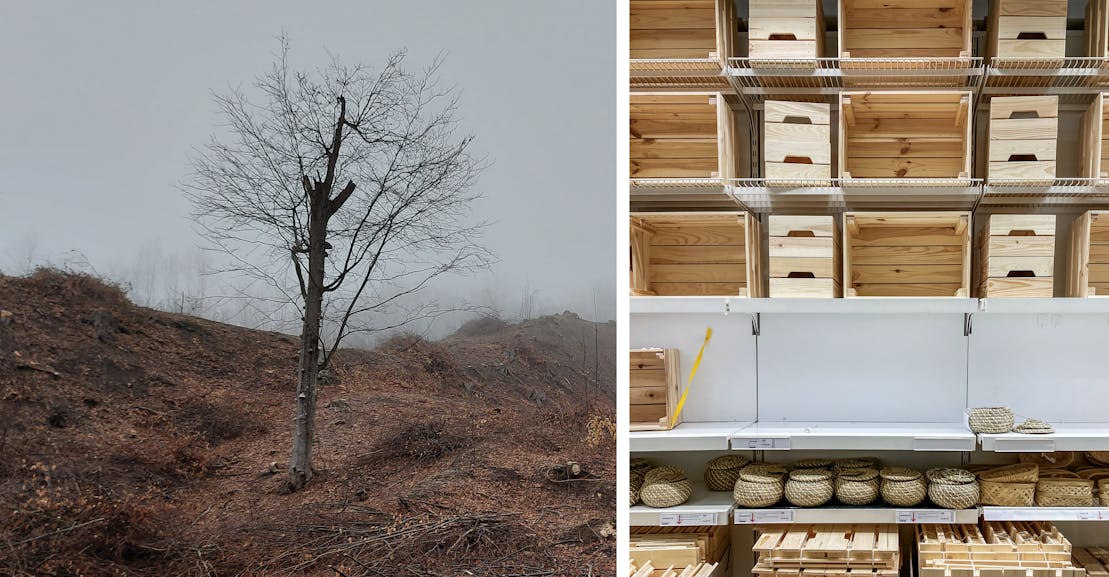 Cursa Ikea pentru ultima pădure antică din Europa
