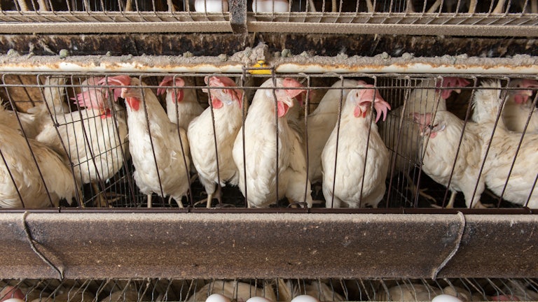 Chickens in cages at an industrial egg farm