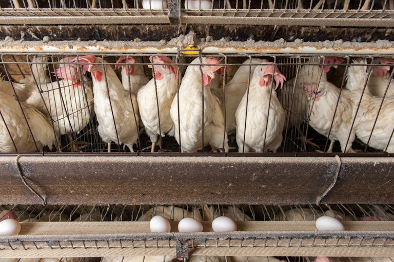 Chickens in cages at an industrial egg farm