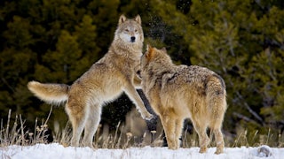 One wolf leaps upward as another faces her.