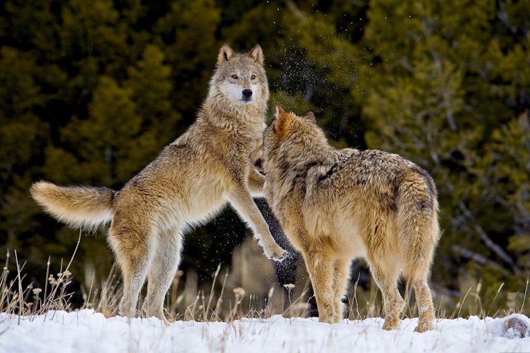 One wolf leaps upward as another faces her.