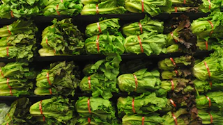 Heads of lettuce on shelves in a grocery store