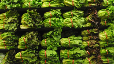 Heads of lettuce on shelves in a grocery store