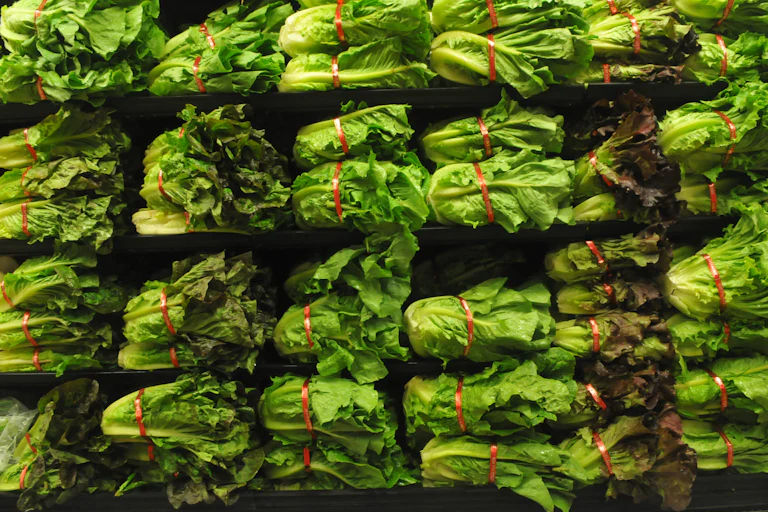 Heads of lettuce on shelves in a grocery store