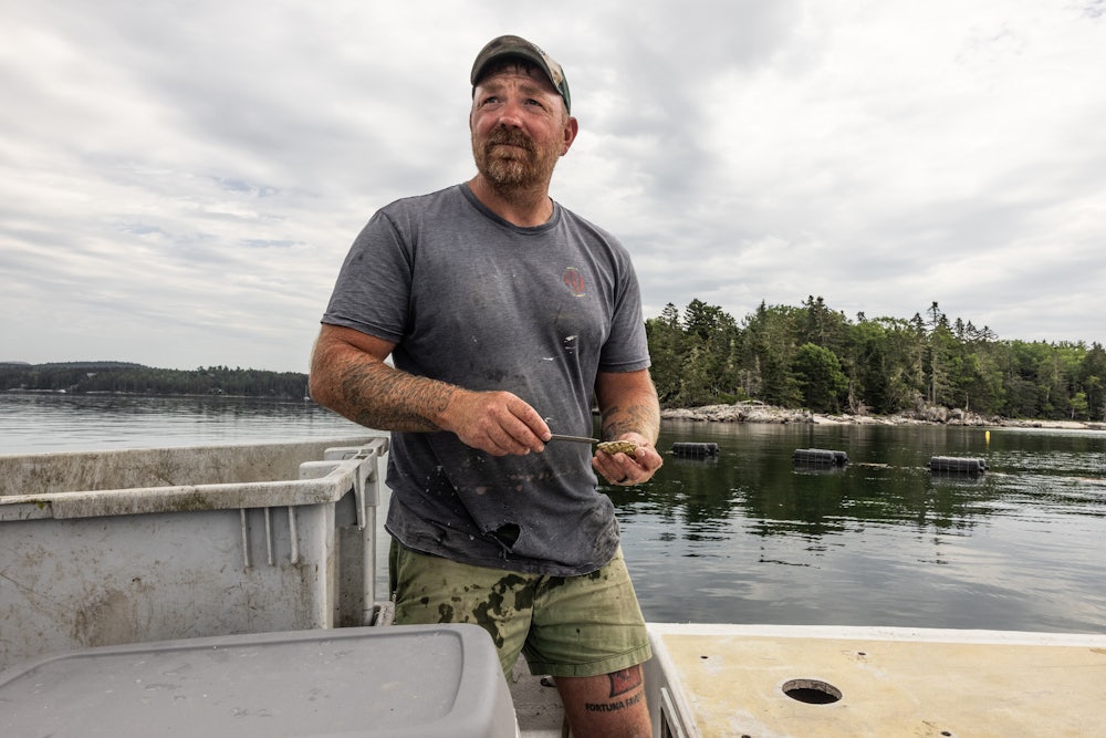 Graham Platner shucks oysters at the farm he co-runs in the Frenchman Bay in Maine, June 25, 2025.