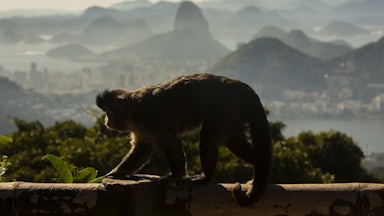 A monkey runs along a railing, with Rio de Janeiro in the background.