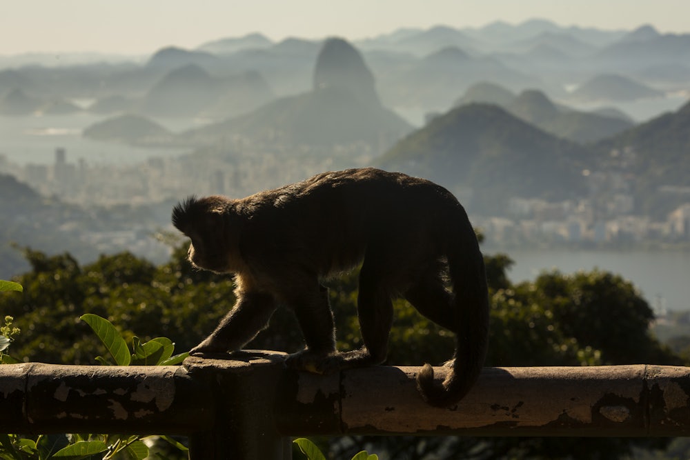 A monkey runs along a railing, with Rio de Janeiro in the background.