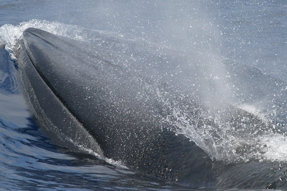 A Rice’s whale, aka “America’s Whale,” in the Gulf of Mexico