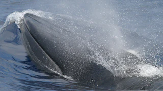 A Rice’s whale, aka “America’s Whale,” in the Gulf of Mexico