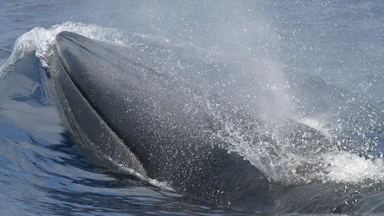 A Rice’s whale, aka “America’s Whale,” in the Gulf of Mexico