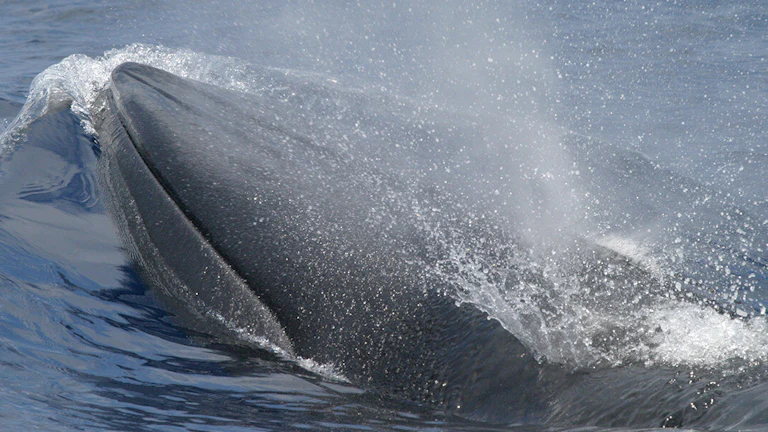 A Rice’s whale, aka “America’s Whale,” in the Gulf of Mexico