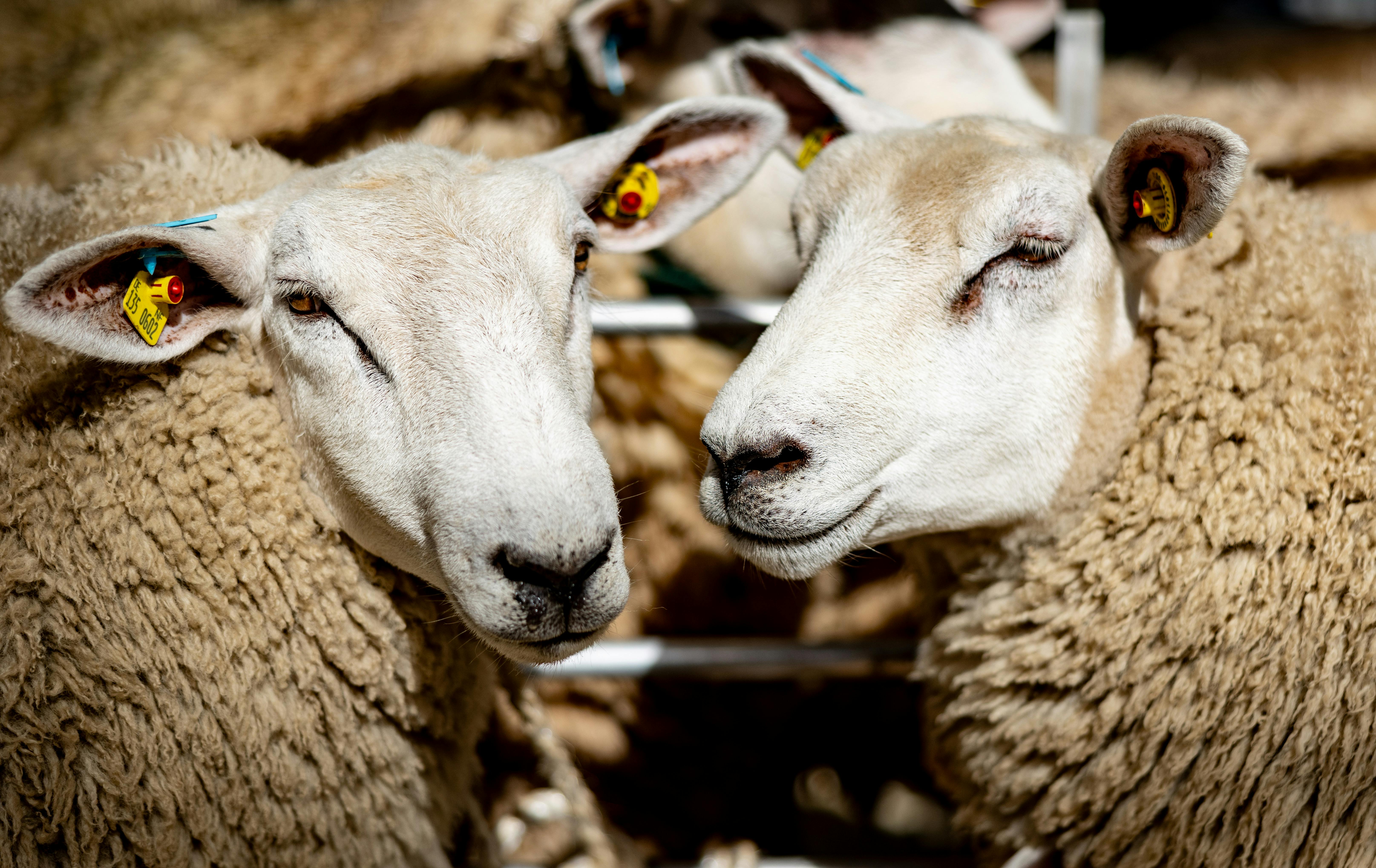 Two sheep are shown from the neck up, looking more or less toward the camera.