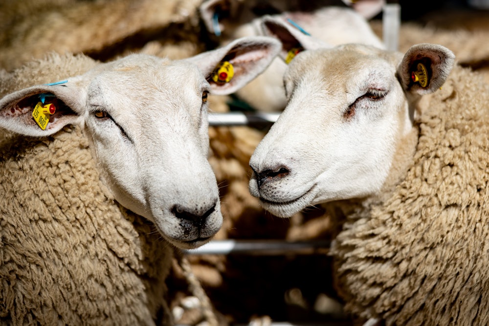 Two sheep are shown from the neck up, looking more or less toward the camera.