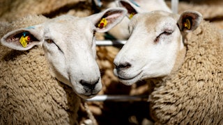 Two sheep are shown from the neck up, looking more or less toward the camera.