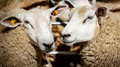 Two sheep are shown from the neck up, looking more or less toward the camera.