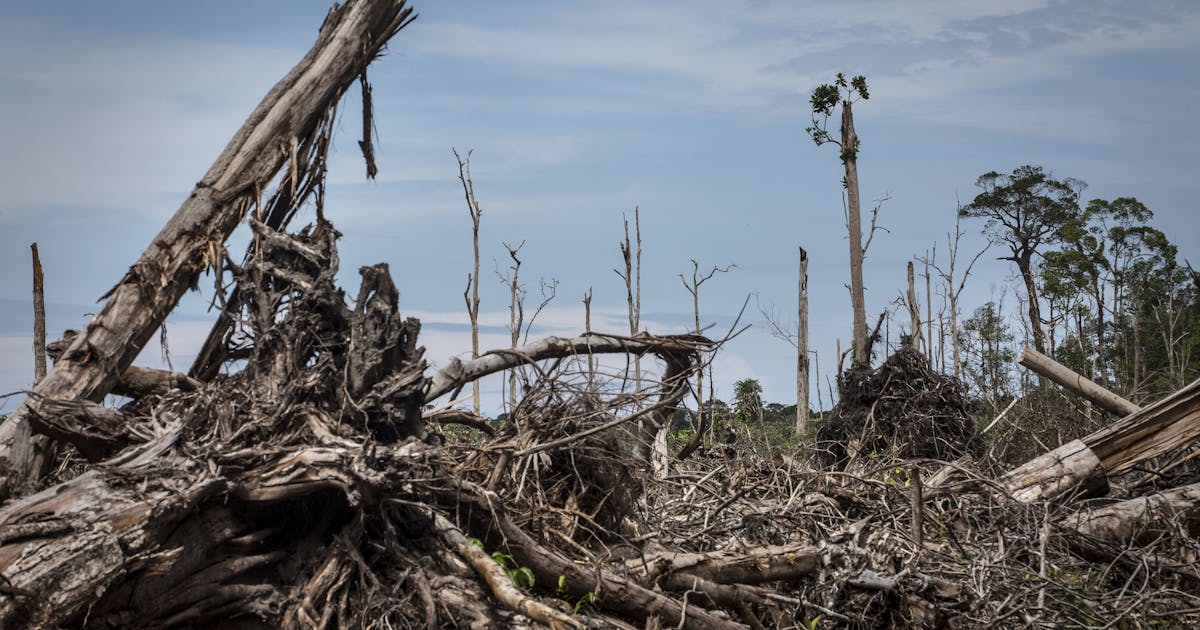How New York Could Help Save Forests Around the World How New York Could Help Save Forests Around the World