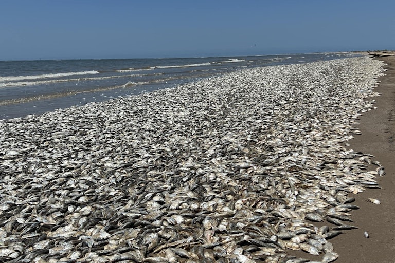 Thousands of dead fish on the beach shoreline