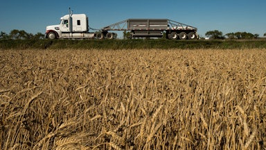 A truck drives past a field of wheat.