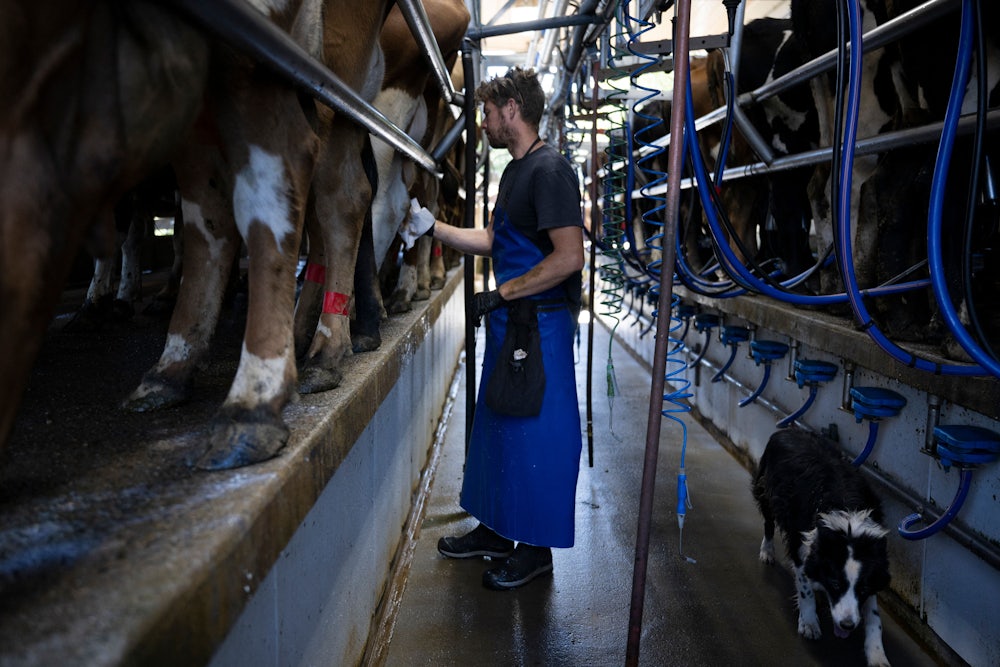 A farm manager clean cows after milking at the Meadow Creek Dairy Farm in Galax, Virginia