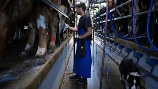 A farm manager clean cows after milking at the Meadow Creek Dairy Farm in Galax, Virginia