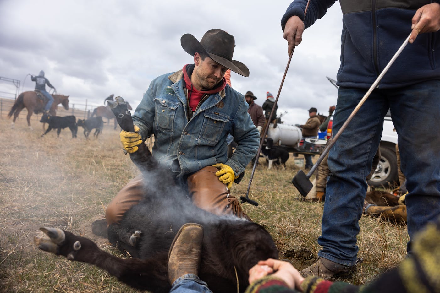 Photo of a ranch hand holding down a calf for branding. 